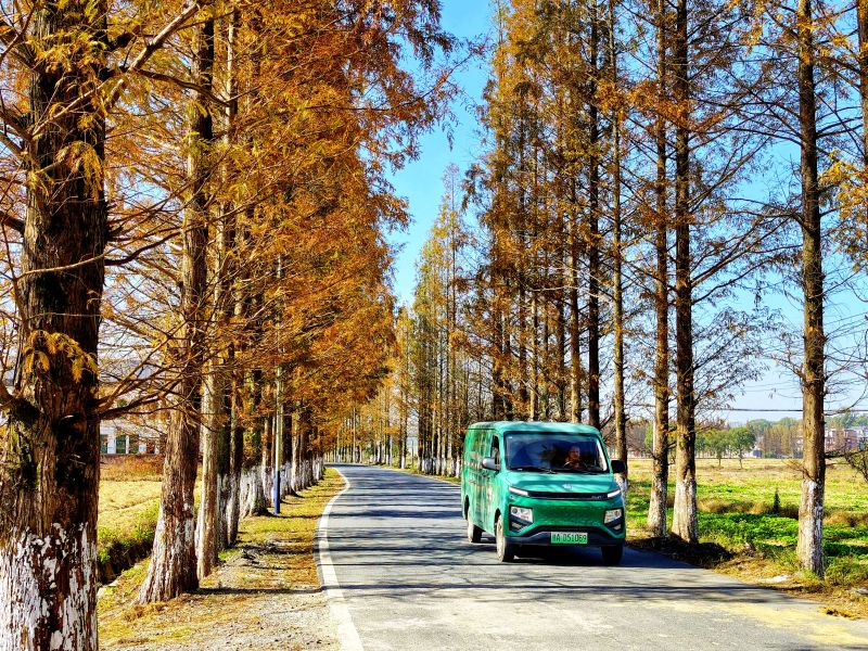 江西分宜：水杉公路美如画